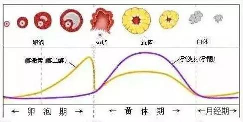 多囊卵巢窦状卵泡_卵泡22x16是优质卵泡吗_窦卵泡计数