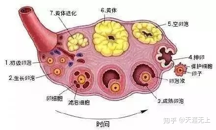 窦卵泡计数