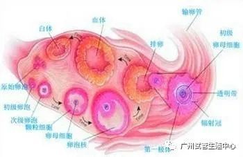 窦卵泡计数