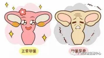 窦卵泡计数