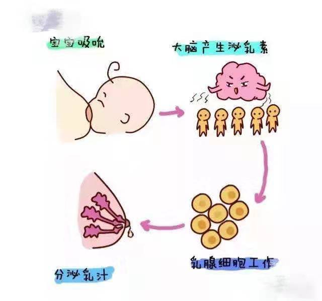 催乳激素_更年期催乳激素高有什么症状_变性人催乳激素