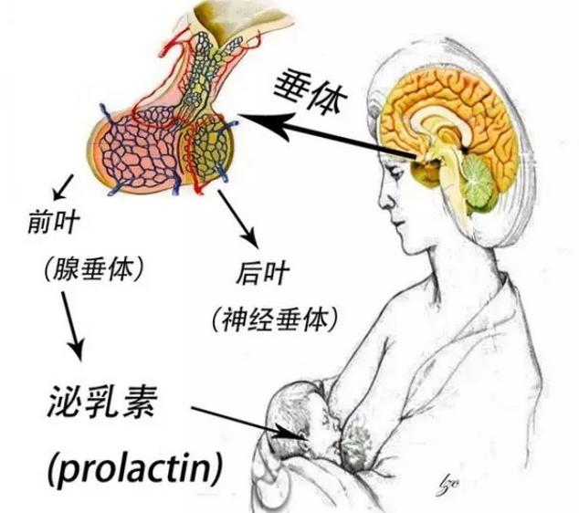 变性人催乳激素_催乳激素_更年期催乳激素高有什么症状