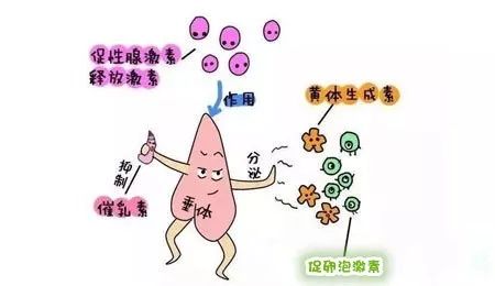 更年期催乳激素高有什么症状_催乳激素_变性人催乳激素