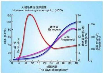 黄体素_促黄体生成素_黄体铜