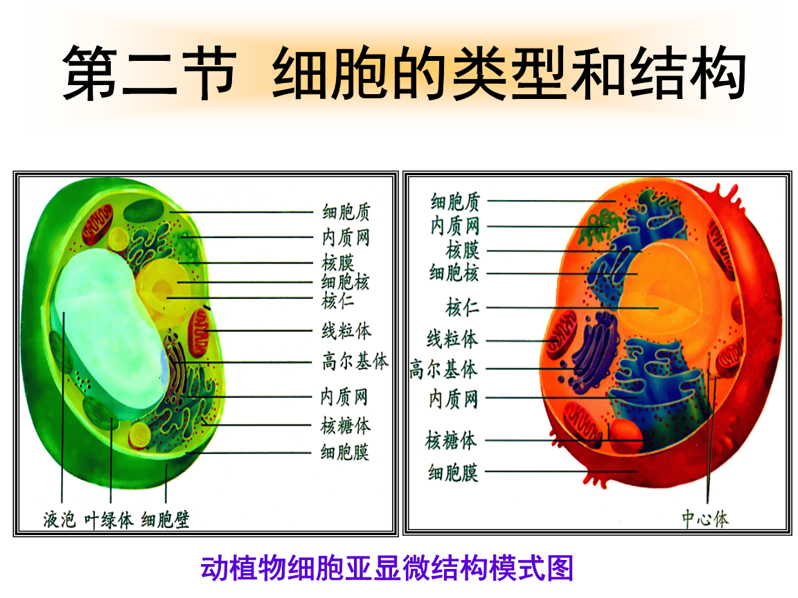 雨生红球藻细胞电子_凋亡细胞与坏死细胞_红细胞