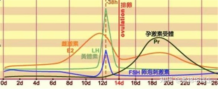 黄体素