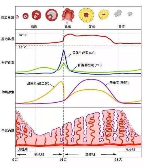 黄体_妊娠黄体和月经黄体_黄体素