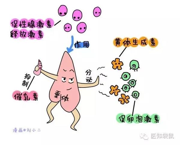 黄体_妊娠黄体和月经黄体_黄体素