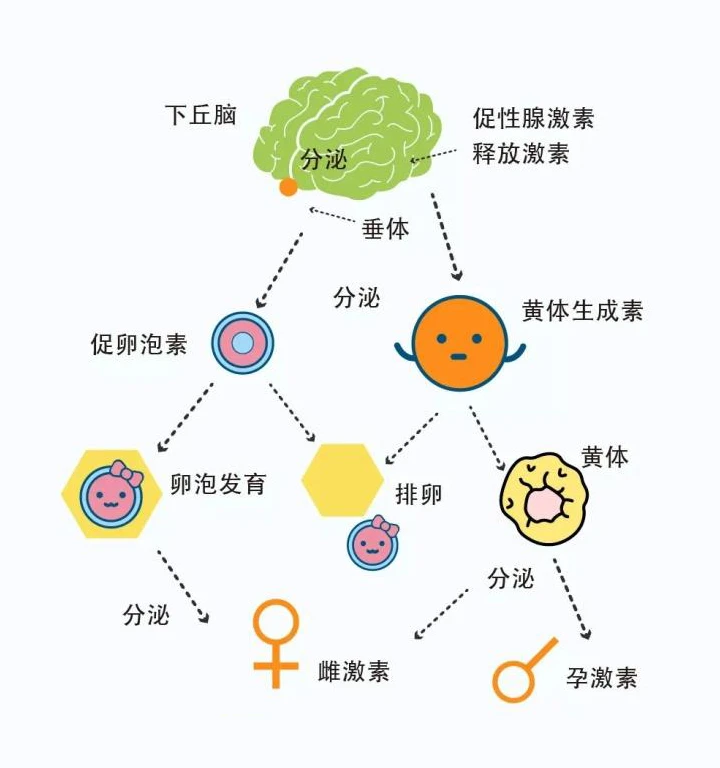 黄体素_妊娠黄体和月经黄体_黄体