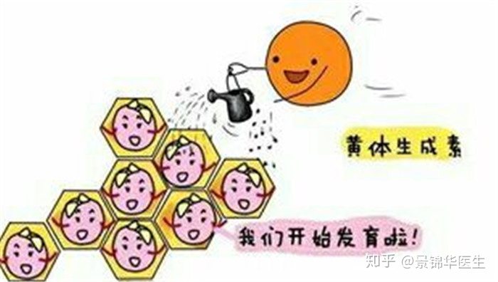黄体素