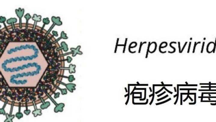 单纯疱疹病毒的治疗方法_单纯疱疹Ⅰ/Ⅱ型病毒igm抗体_单纯疱疹病毒