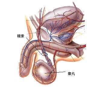 睾丸扭转_睾丸扭转诊断_睾丸扭转坏死