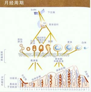 黄体铜素_妊娠黄体和月经黄体_黄体素