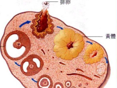 黄体铜素_黄体素_妊娠黄体和月经黄体