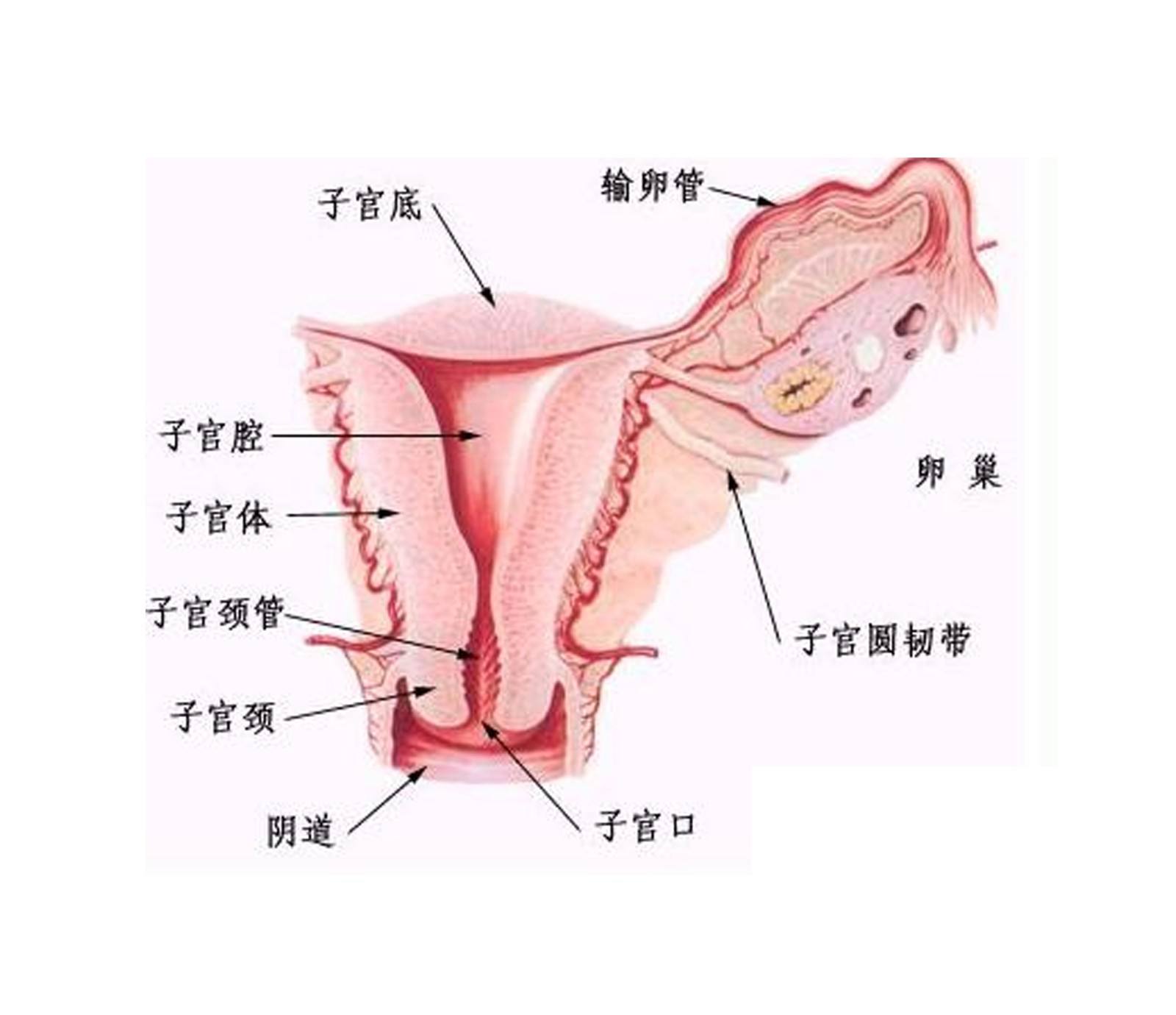 产后初乳_初乳_初乳是指产后几日内的乳汁