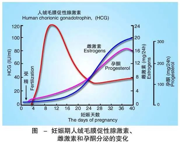 黄体素_促黄体生成素_黄体铜素