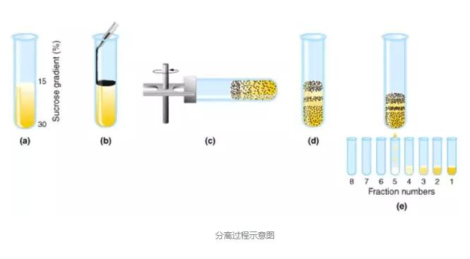 nk细胞_nk细胞是什么_nk细胞治疗