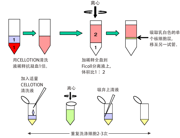 nk细胞是什么_nk细胞治疗_nk细胞