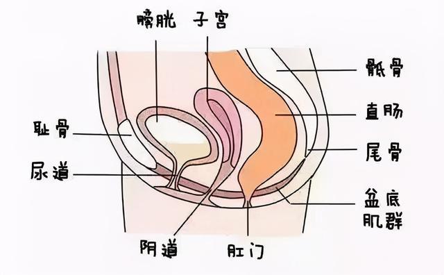 盆底肌康复训练_盆底肌修复_盆底肌康复治疗