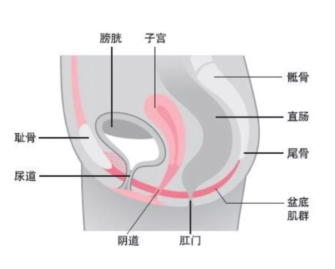 盆底肌修复
