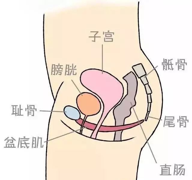盆底肌修复