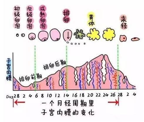 小月子_小月子食谱_小月子