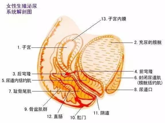 盆底肌修复