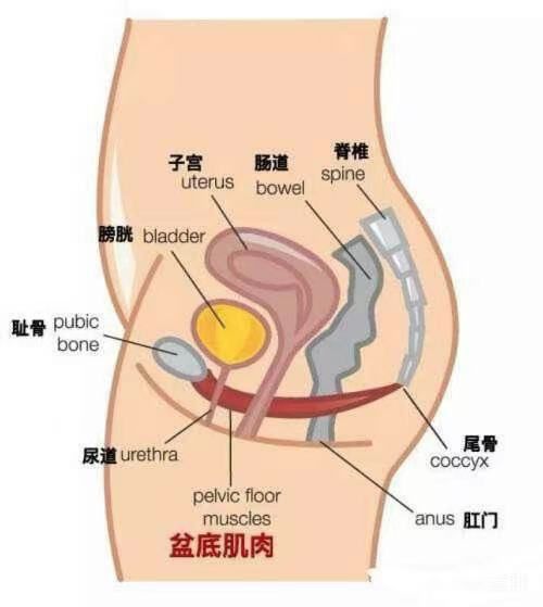 盆底肌修复_医院盆底肌修复怎么做_盆底肌康复治疗仪