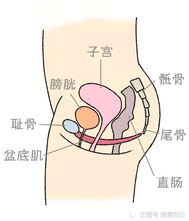 医院盆底肌修复怎么做_盆底肌修复_盆底肌康复治疗仪