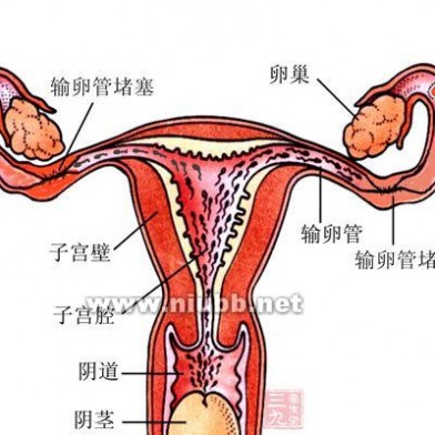 子宫腺肌症_子宫腺肌症的症状_子宫肌腺症 子宫腺肌症