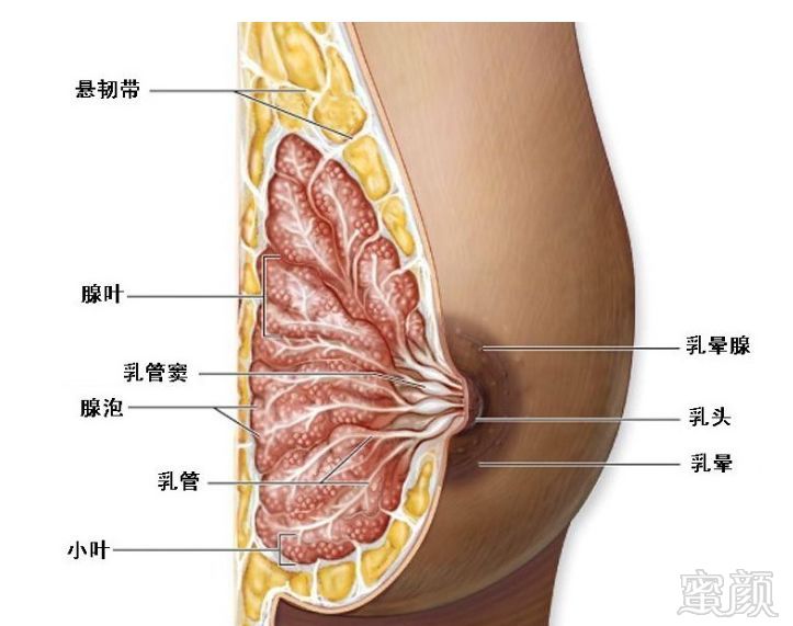 黄体生成激素低怎么办_激素六项孕酮低怎么办_雌激素低怎么办