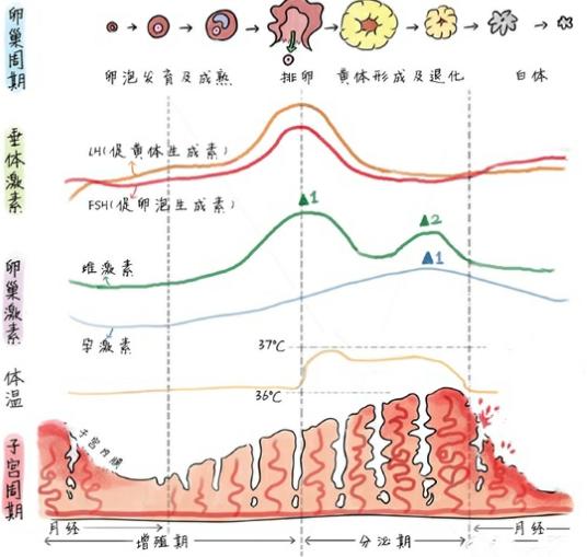B超检查子宫内膜厚度多少才是正常的？