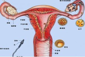 宫腔镜检查术_宫腔镜检查后_宫腔环境检查