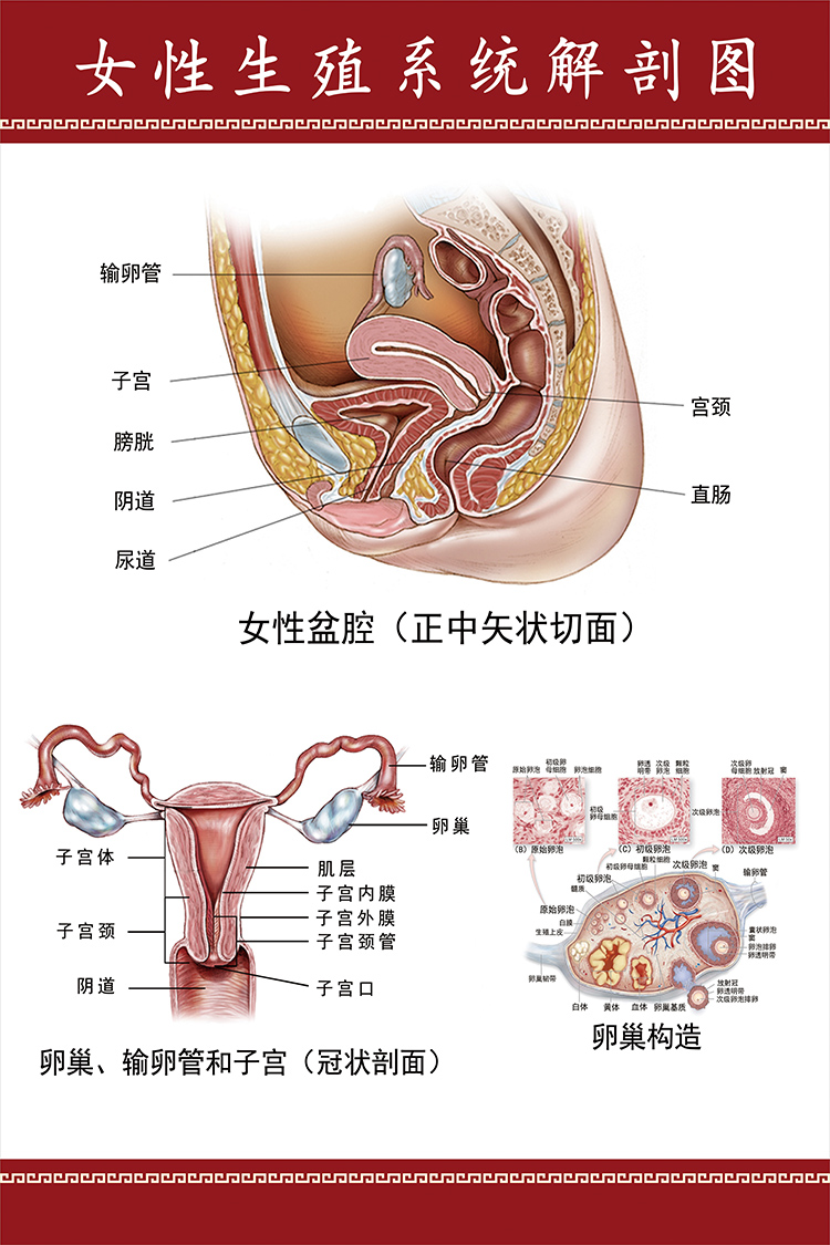 宫腔镜检查后_宫腔环境检查_宫腔镜检查术