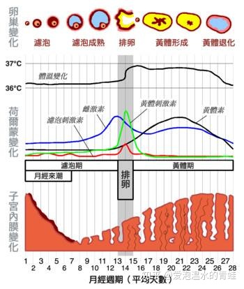 黄体_促黄体生成素卵泡期_黄体期