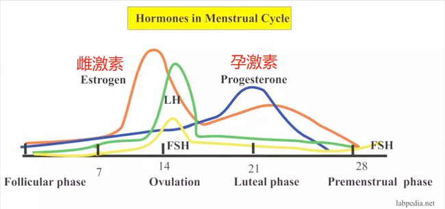 黄体_黄体期_促黄体生成素卵泡期
