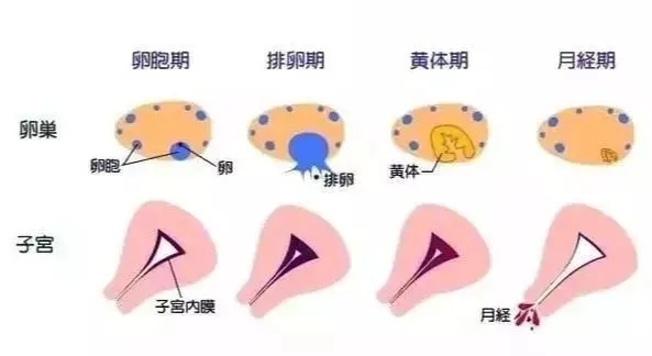黄体期