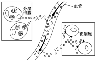 卵泡期黄体生成素偏低_黄体期_妊娠黄体和月经黄体