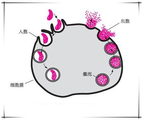 妊娠黄体和月经黄体_卵泡期黄体生成素偏低_黄体期