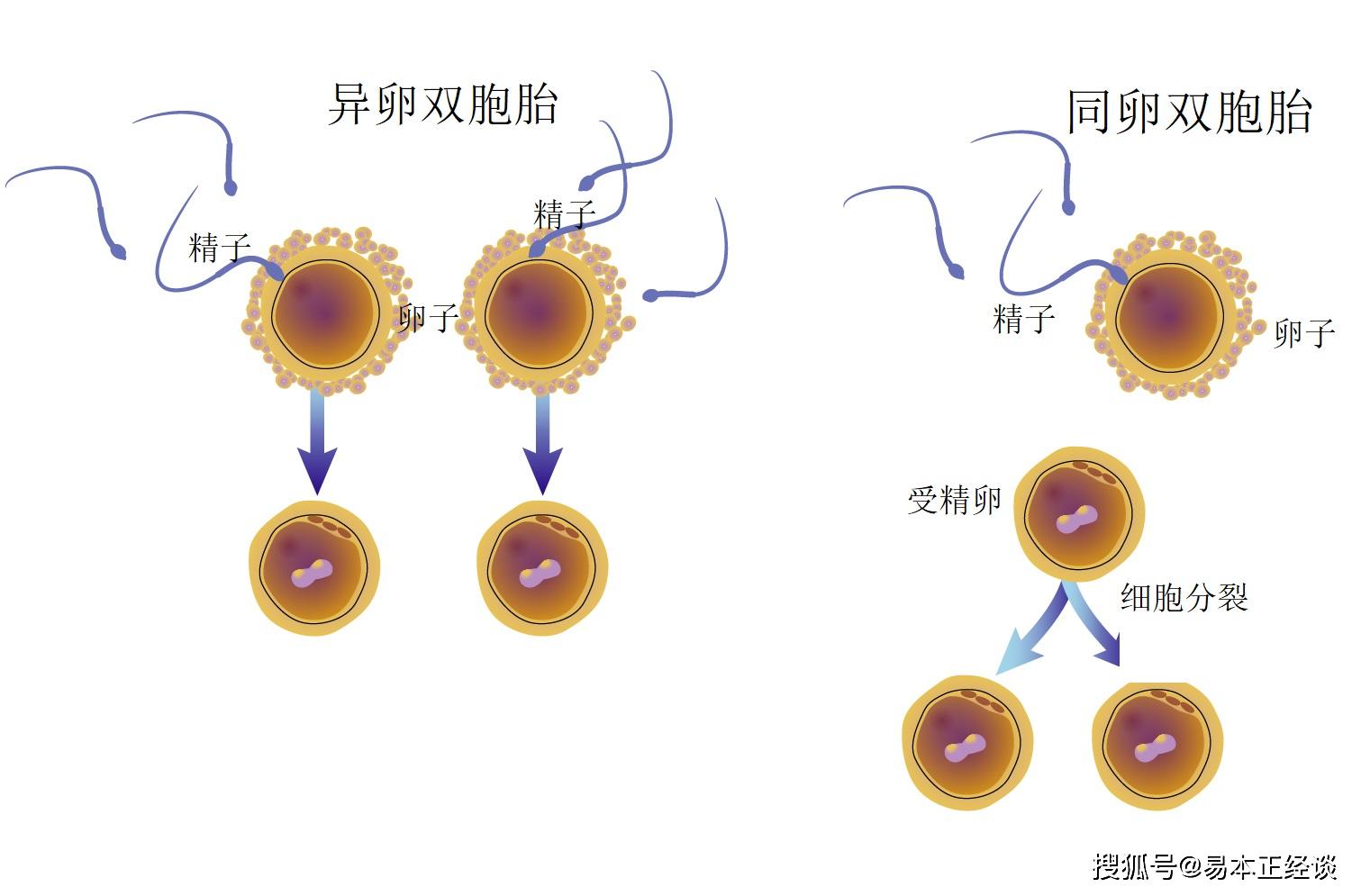 怎么生双胞胎_双胞胎怎么生_头胎双胞胎能生二胎吗