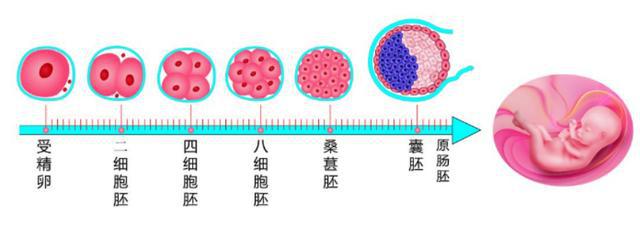 辅助生殖_辅助生殖哪个医院便宜_便宜的辅助生殖医院是哪家