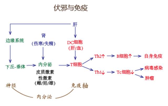 car–nk细胞_nk t细胞淋巴瘤_nk细胞