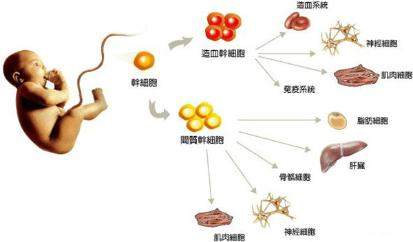 nk t细胞淋巴瘤_car–nk细胞_nk细胞