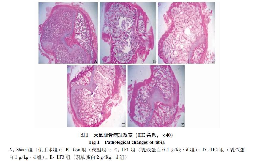 卵泡期卵泡多大_卵泡萎缩卵泡黄素化_窦卵泡计数