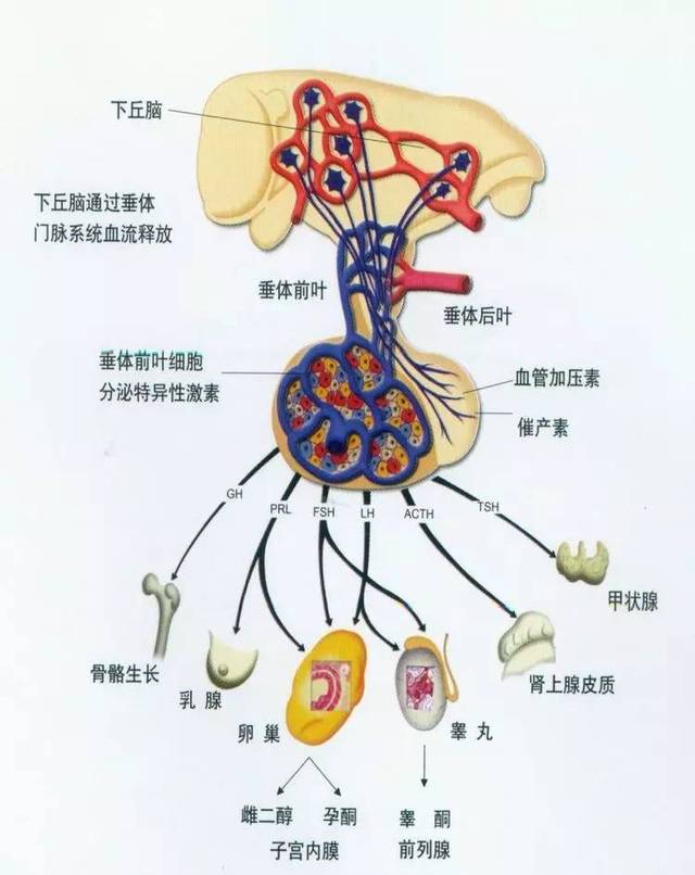 雌激素低怎么办_激素引起的低钾怎么办_雌孕激素低