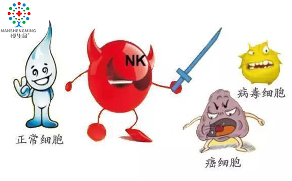 nk细胞