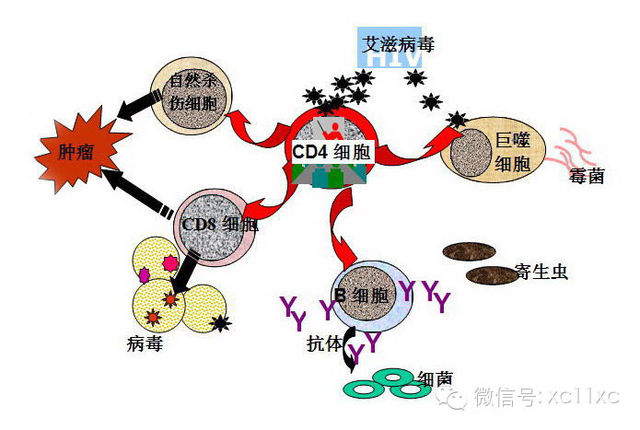tlr3-triggered nk细胞_nk细胞治疗_nk细胞