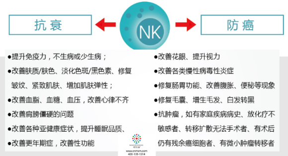 nk细胞