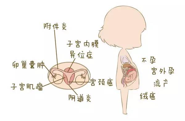 雌孕激素低_高灵敏促甲状腺激素低_雌激素低怎么办