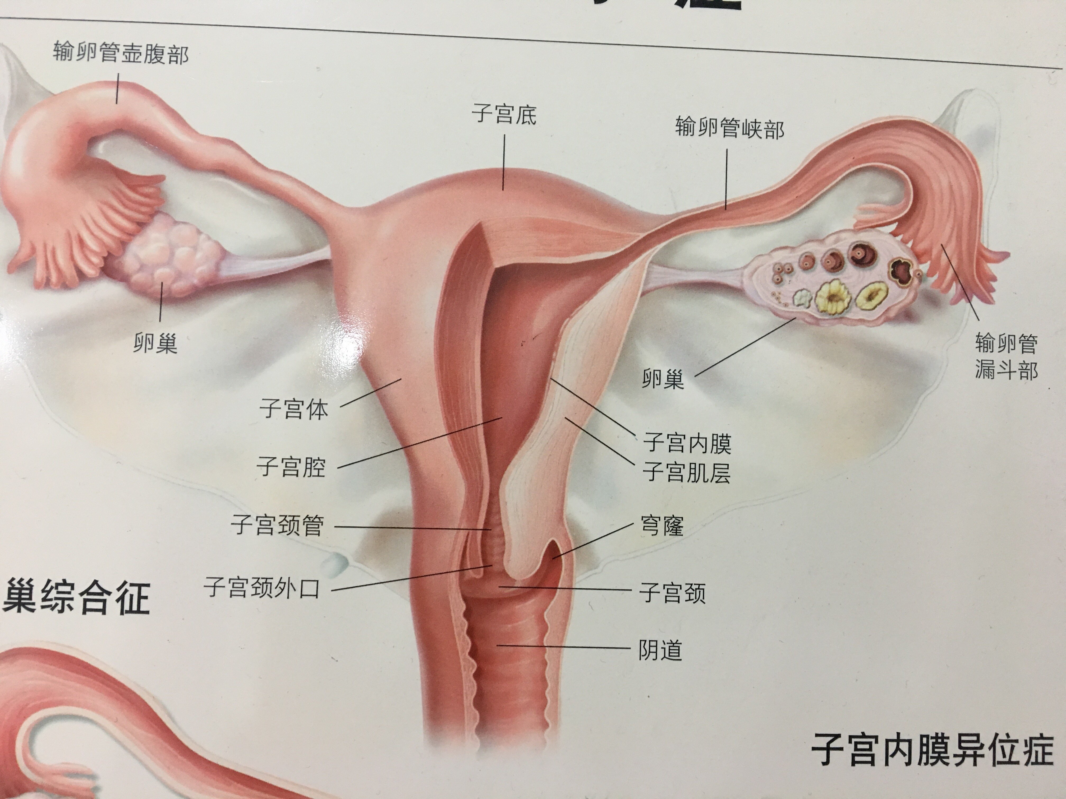 卵泡22x16是优质卵泡吗_卵泡期用洗手液影响卵泡发育吗_窦卵泡计数